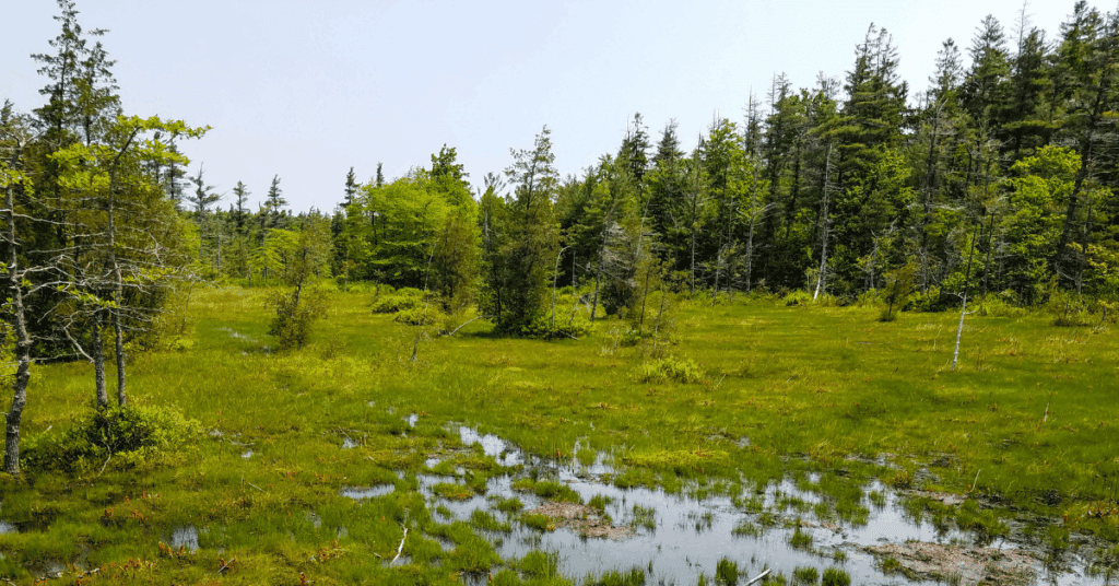 Dense forest with towering trees under a clear blue sky