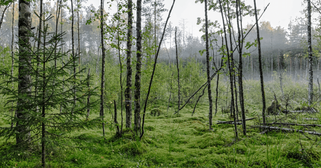 Tall trees in a forest wth lush green grass