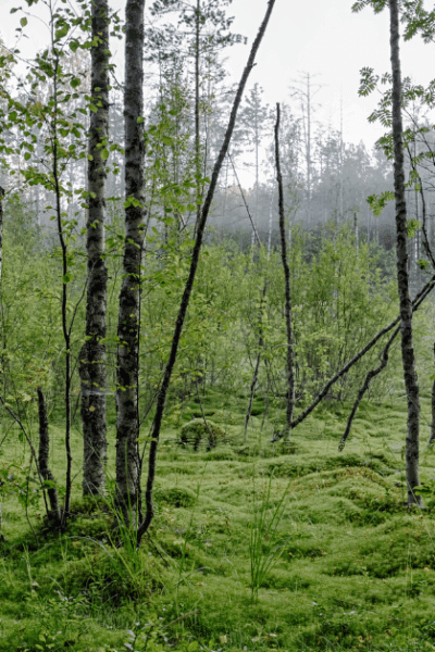 Tall trees in a forest wth lush green grass